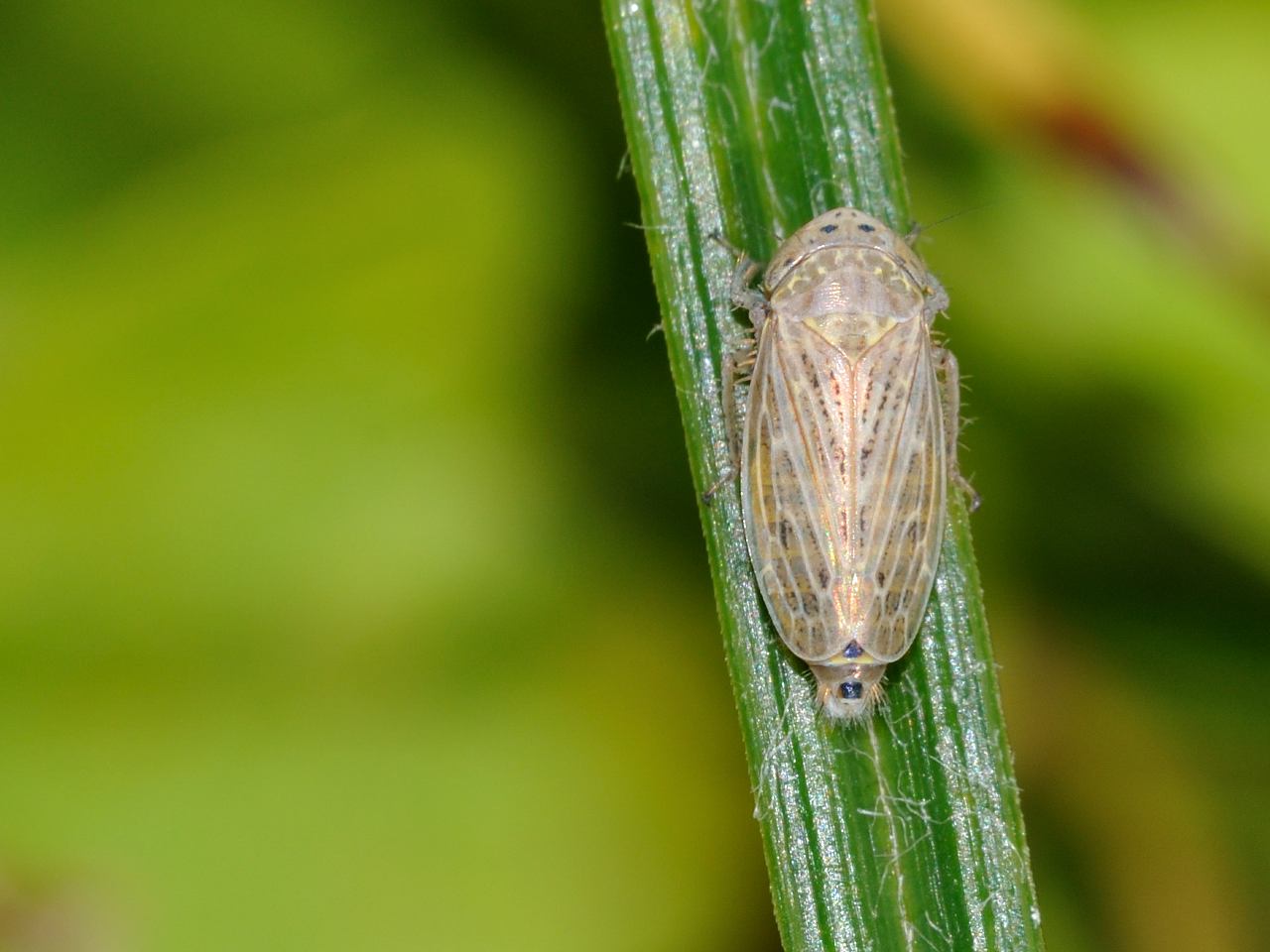 Cicalina da identificare......Euscelis sp. dall''Abruzzo